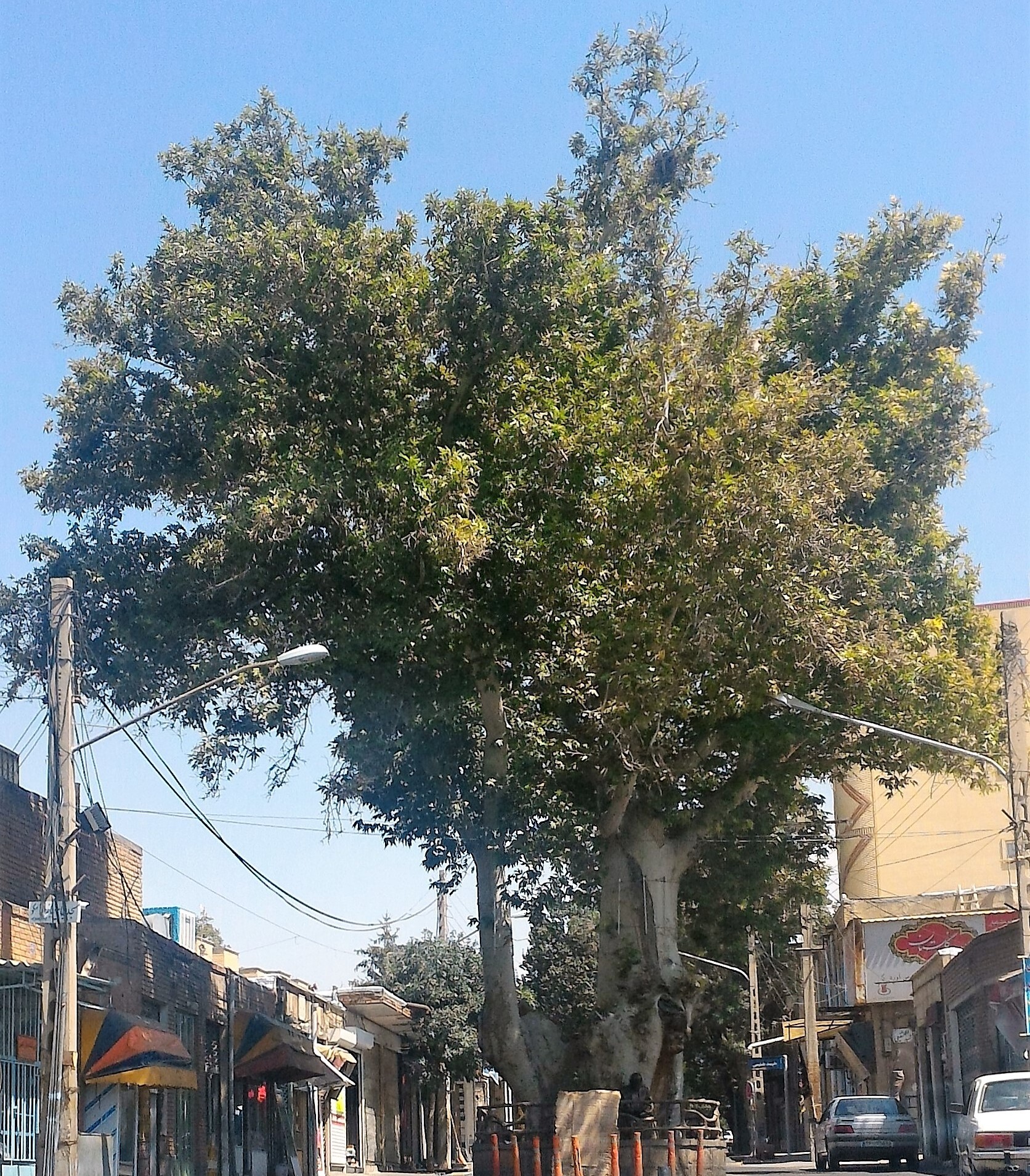 صدور شناسنامه الکترونیکی برای درختان سالمند و کهنسال قلب تهران صدور شناسنامه الکترونیکی برای درختان سالمند و کهنسال قلب تهران