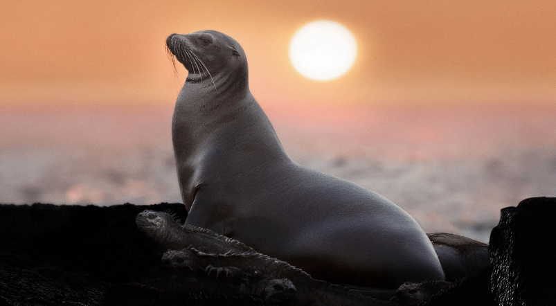 مستندهای «بیستا برمه» و «شیرهای دریایی گالاپاگوس»، از قاب تلویزیون مستندهای «بیستا برمه» و «شیرهای دریایی گالاپاگوس»، از قاب تلویزیون