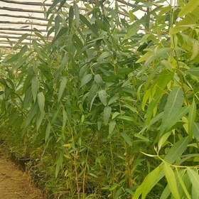 کاشت ۲۵۰۰ اصله نهال اکالیپتوس در مزارع کارون کاشت ۲۵۰۰ اصله نهال اکالیپتوس در مزارع کارون