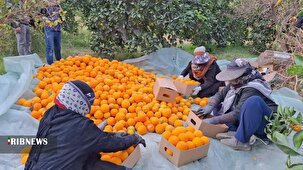 آغاز برداشت محصول مرکبات از باغهای عنبرآباد