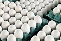 افزایش سه برابری صادرات تخم مرغ از استان مرکزی