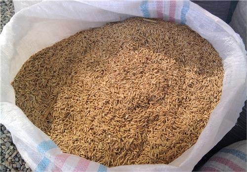 کشف هزاران کیلوگرم شلتوک قاچاق در ایذه کشف هزاران کیلوگرم شلتوک قاچاق در ایذه