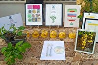 مطالعه ۱۰۰ طرح تحقیقات کشاورزی در دست محققان