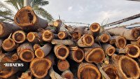 کشف و ضبط یک تن چوب جنگلی قاچاق در گرمه