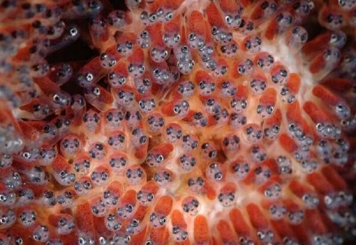 صادرات بیش از ۱.۵ میلیون قطعه تخم چشم زده ماهی قزل آلا