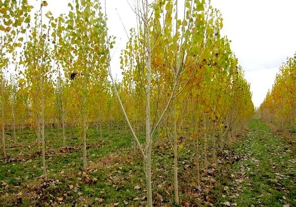 اجرای طرح آمارگیری از باغداری‌ها در گیلان