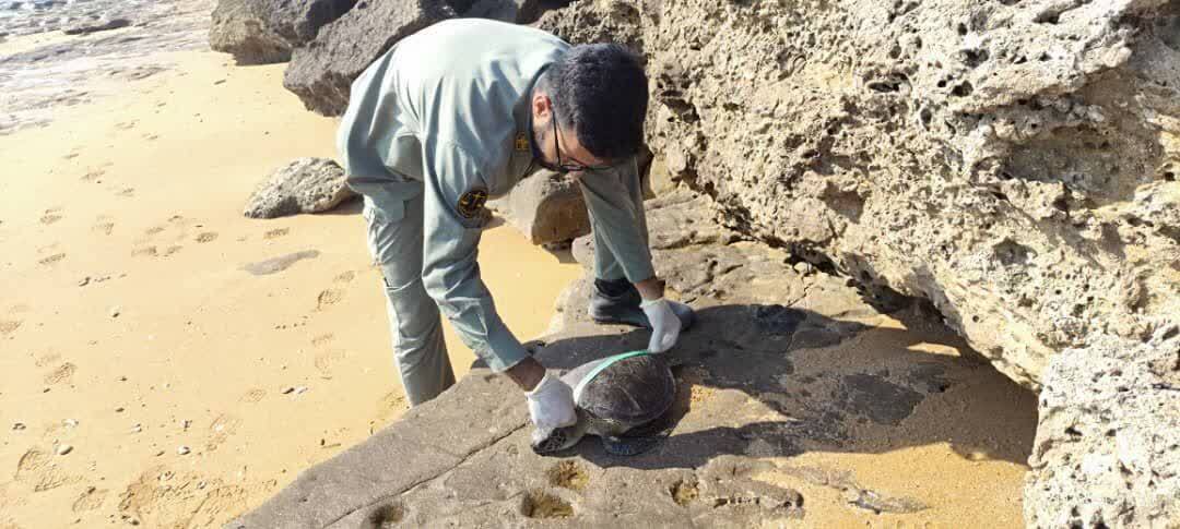 تلف شدن چهار قطعه لاک‌پشت پوزه‌عقابی در قشم