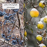 اقدامات پیشگیرانه سرمازدگی برای کاهش خطر خسارت به محصولات باغی و گلخانه ای