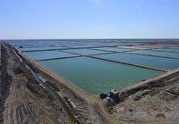 ابهام در قیمت‌گذاری اراضی پرورش میگو چوئبده