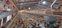 بهره برداری از مرغداری ۴۰هزار قطعه‌ای گناوه