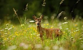 خراسان رضوی، استان پیشرو کشور  در سامانه پنجره واحد زمین