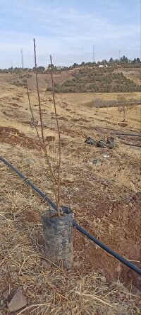 کاشت نمادین قطعه مادر در پارک جنگلی باراجین قزوین