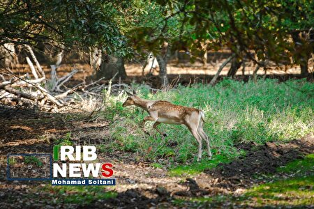 گوزن زرد ایرانی