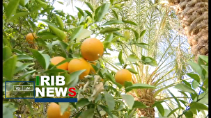 مرکبات مرغوب بم در راه بازار