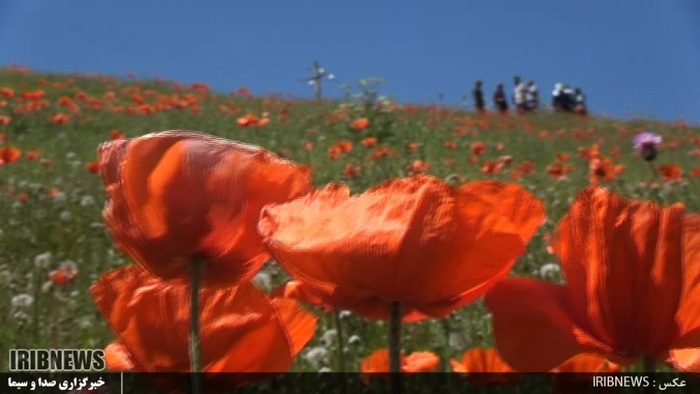 دشت زیبای شقایق 27 کیلومتری جاده خلخال به اسالم