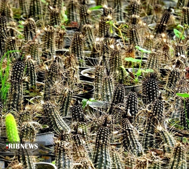 گلخانه پرورش گلهای آپارتمانی و کاکتوس در گچساران